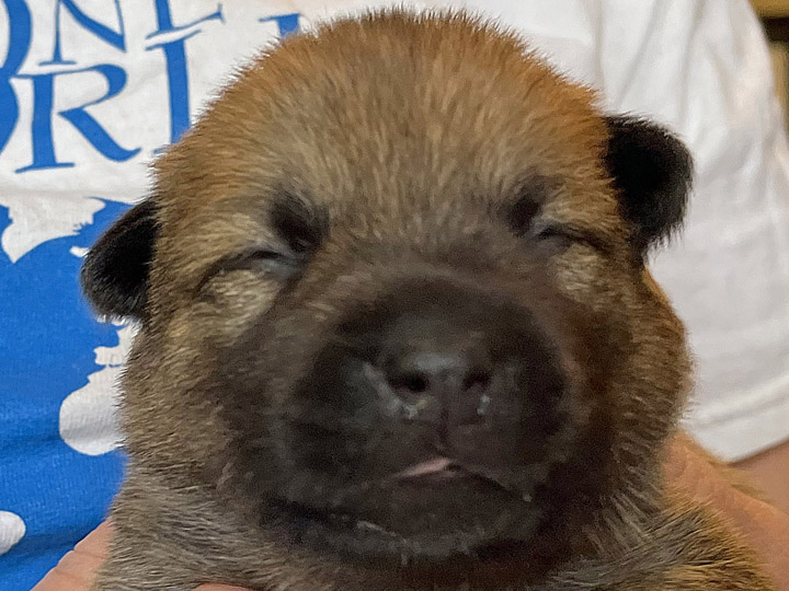 chinook puppy